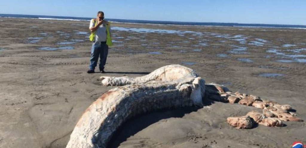 Resuelven misterio de criatura encontrada en playa estadounidense