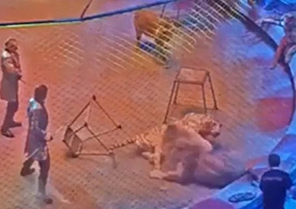 Tigre ataca a león en pleno espectáculo de circo