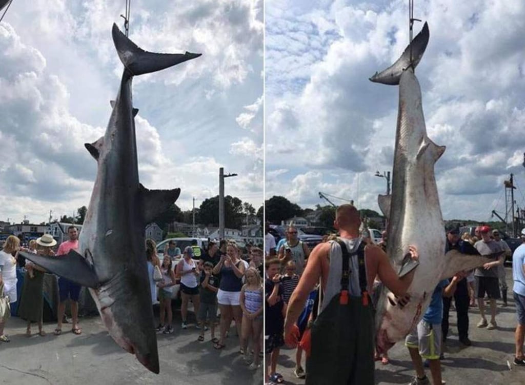 Fotografías de tiburón muerto generan controversia