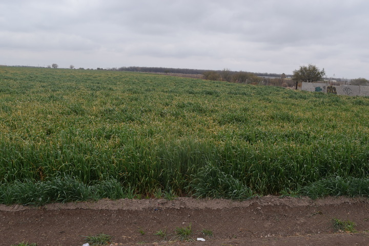 Repartirán semilla para 20 mil hectáreas de avena