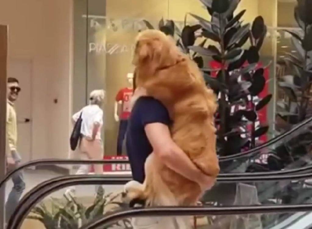 Este hombre carga a su perro y el motivo es enternecedor