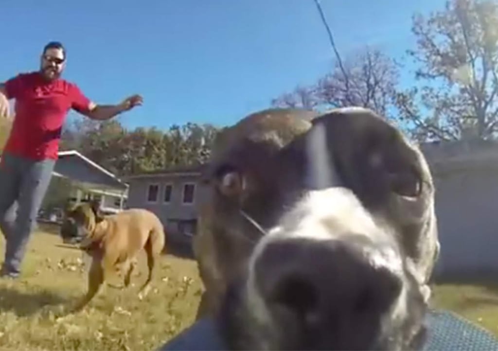 Perro roba GoPro de su dueño y el resultado se hace viral