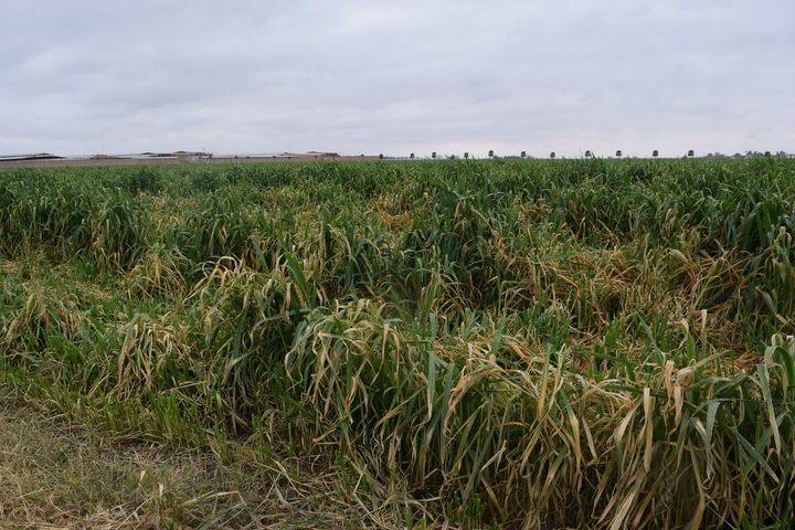 Avanza cultivo de avena forrajera