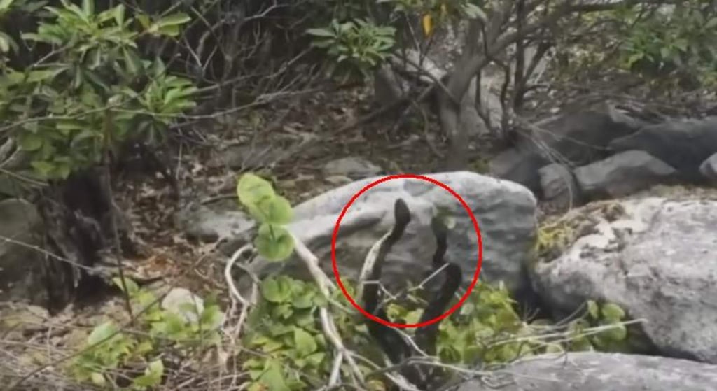 VIDEO: El viral e hipnótico baile entre dos serpientes cascabel