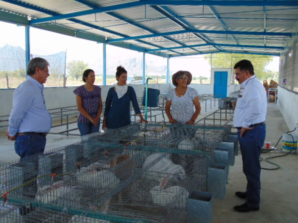 Promueve Sagarpa producción de carne de conejo, avestruz, jabalí y búfalo