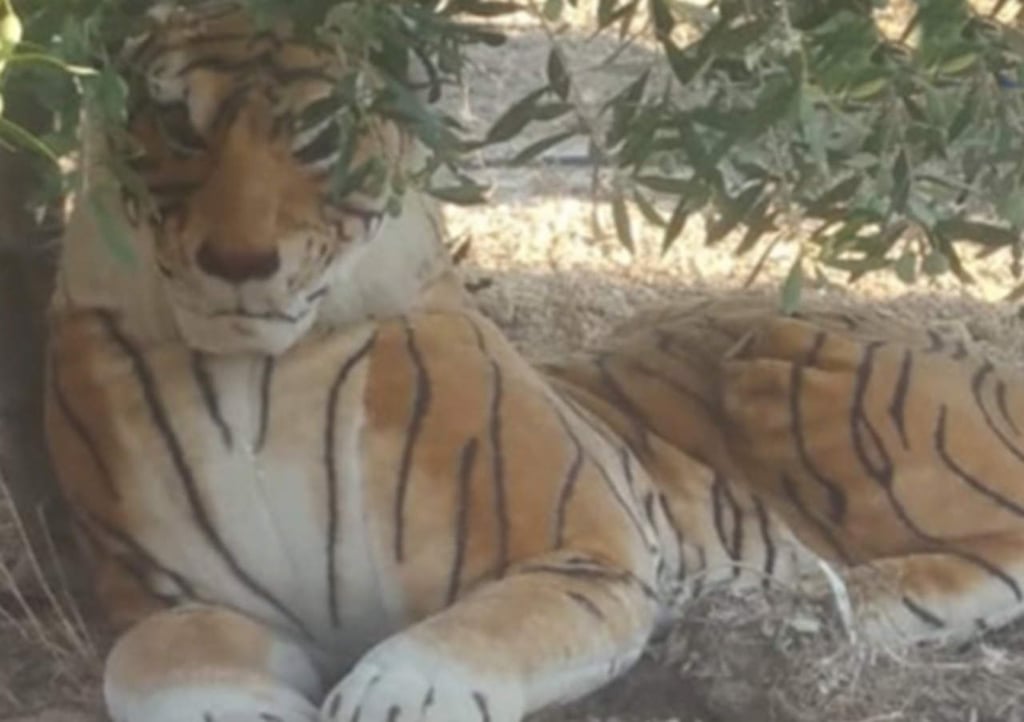 Entran en pánico por tigre en su vecindario; era un peluche