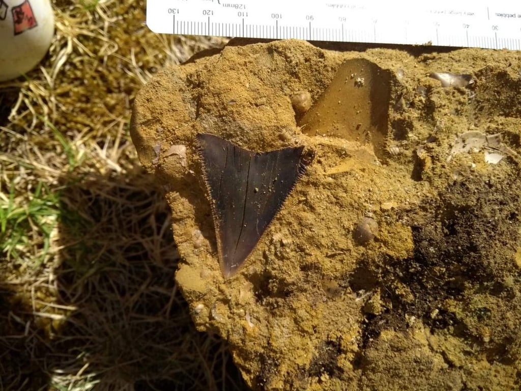 Encuentran dientes de tiburón prehistórico gigante en Australia