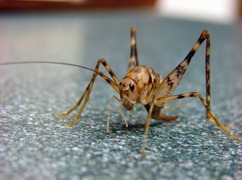 ‘Grillo-araña’, la pesadilla del verano en Reino Unido