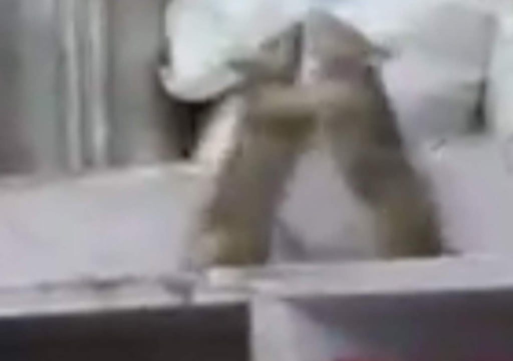 VIDEO: Captan atípica pelea entre dos ratas