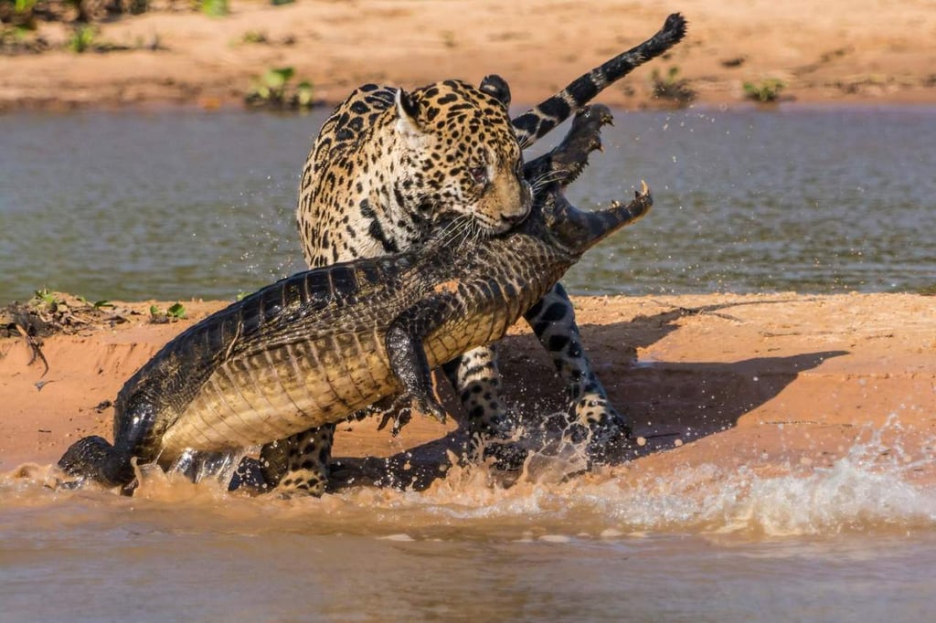 La viral e impresionante batalla entre un jaguar y un caimán