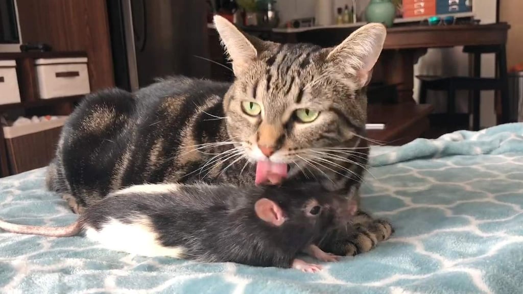 VIRAL: El amor entre un gato y una rata triunfa en la red