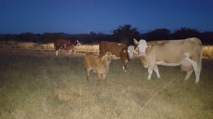 Durango, tercero en exportar becerros