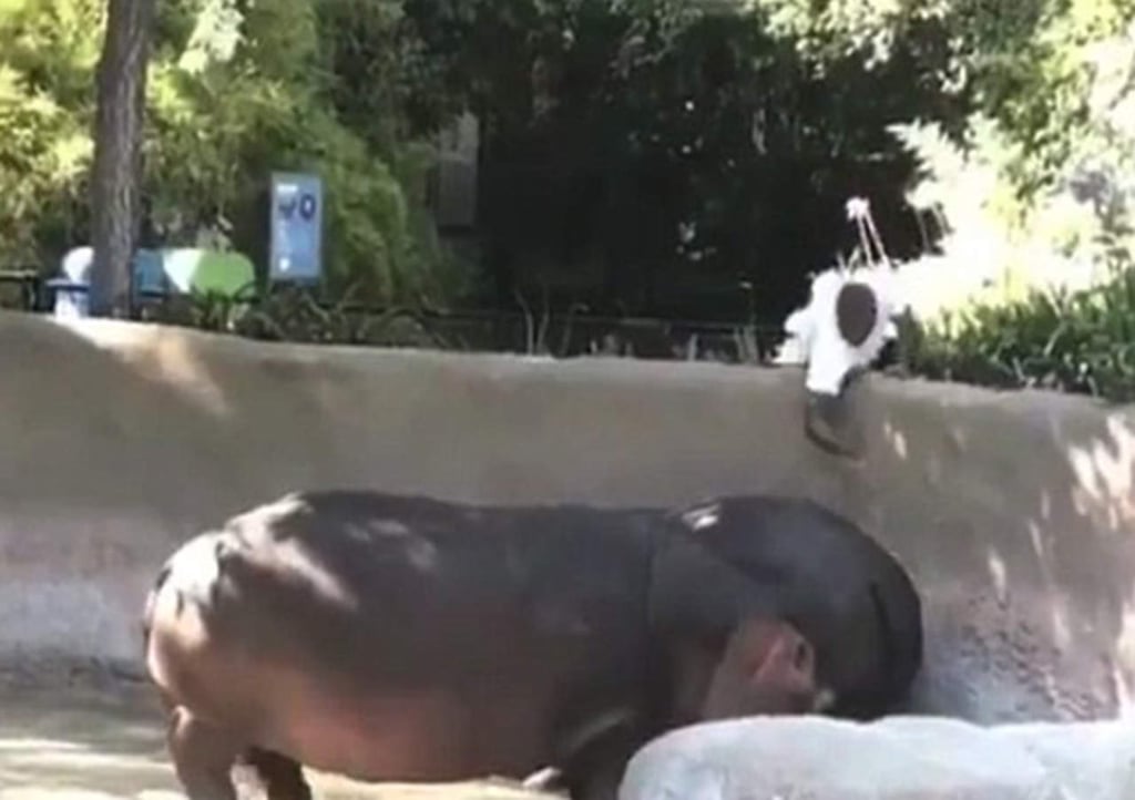 VIRAL: Salta con un hipopótamo sólo para hacer esto