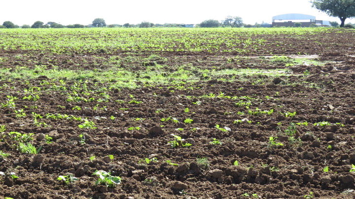 Entregan más semilla de avena