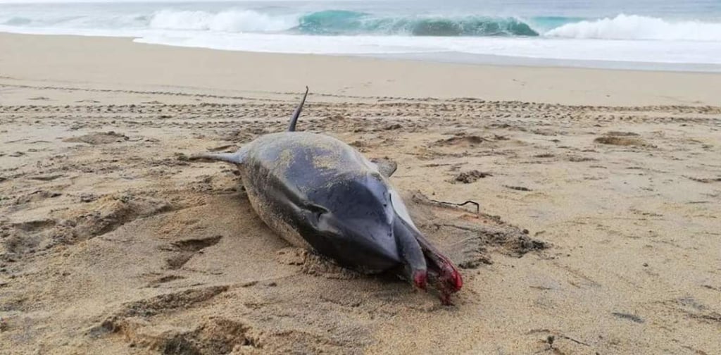 Encuentran delfín hembra muerto en Oaxaca; tenía golpes y fracturas
