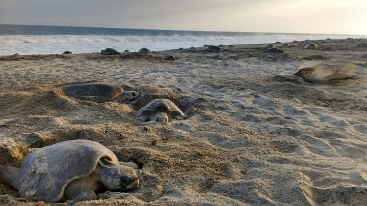 Encuentran a 122 tortugas muertas en playas de Chiapas