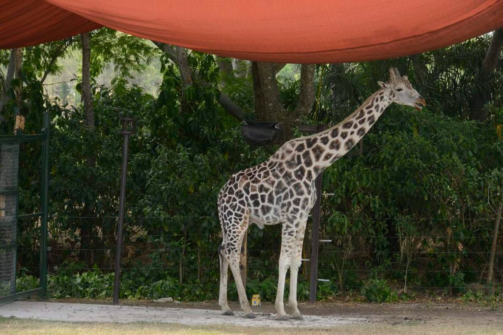 Muere jirafa tras caída accidental en parque Yumká de Tabasco