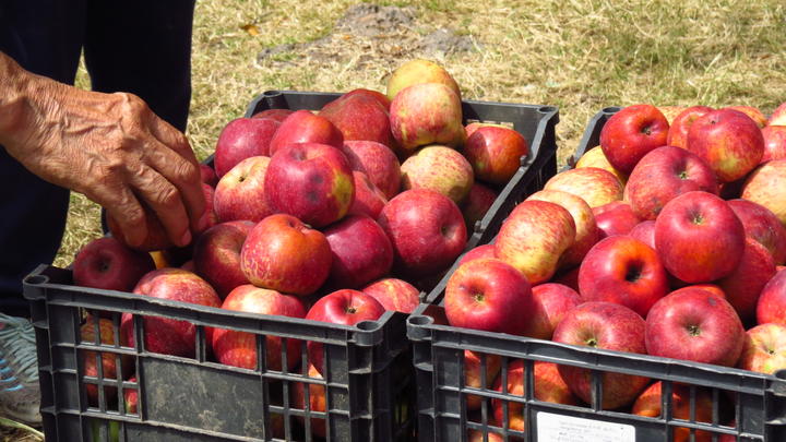 Rescatan 5% de producción de manzana en Nuevo Ideal