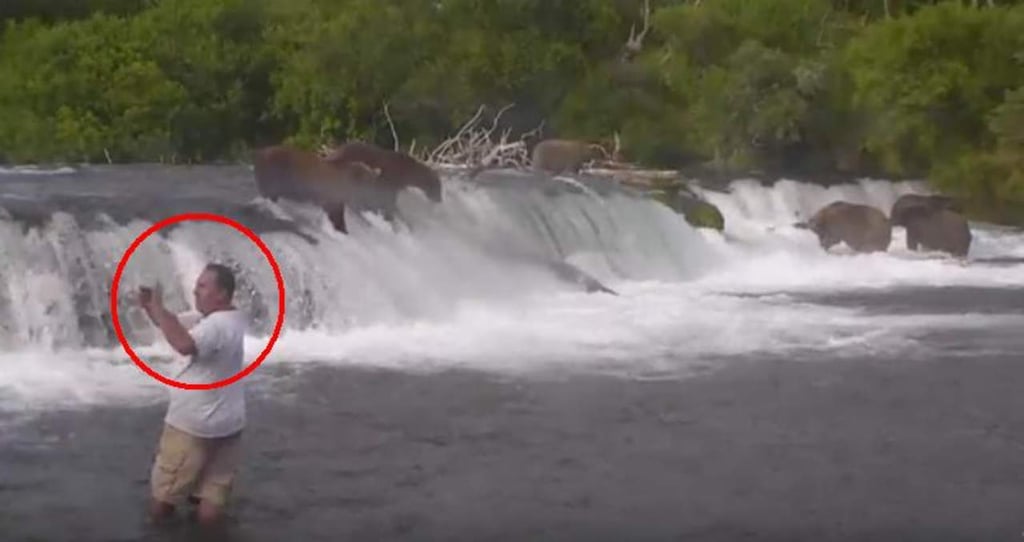 Podría sufrir grave sanción por tomarse selfie con osos salvajes