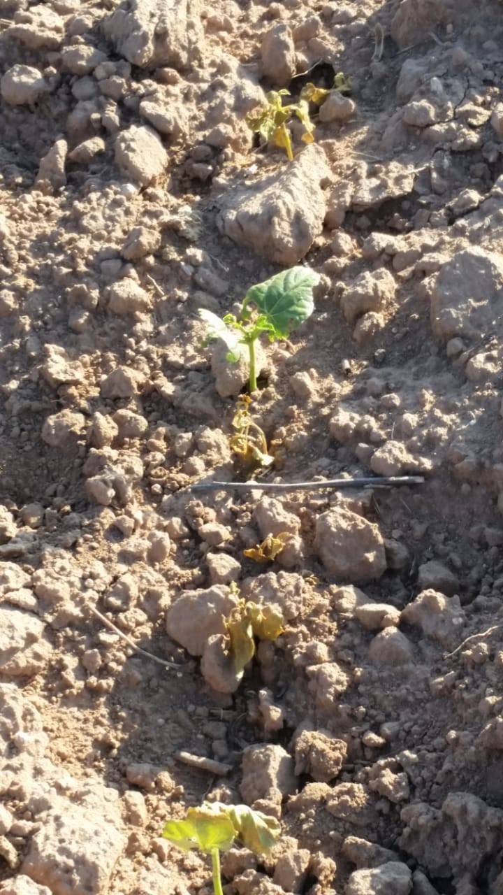 Perdidas, 30 mil hectáreas de frijol