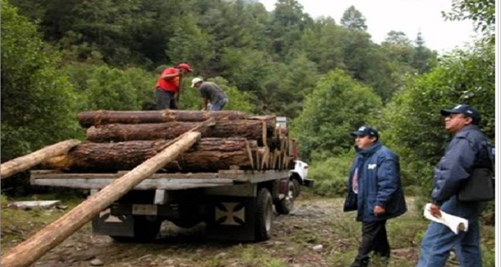 Detienen a 10 personas por tala ilegal de pino