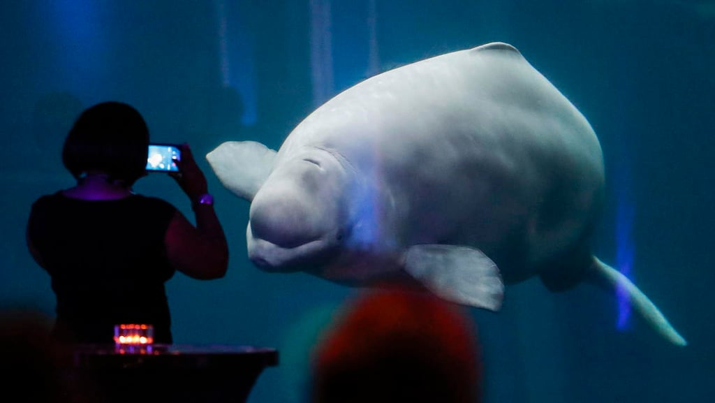 Ballenas beluga y las narvales también tienen menopausia