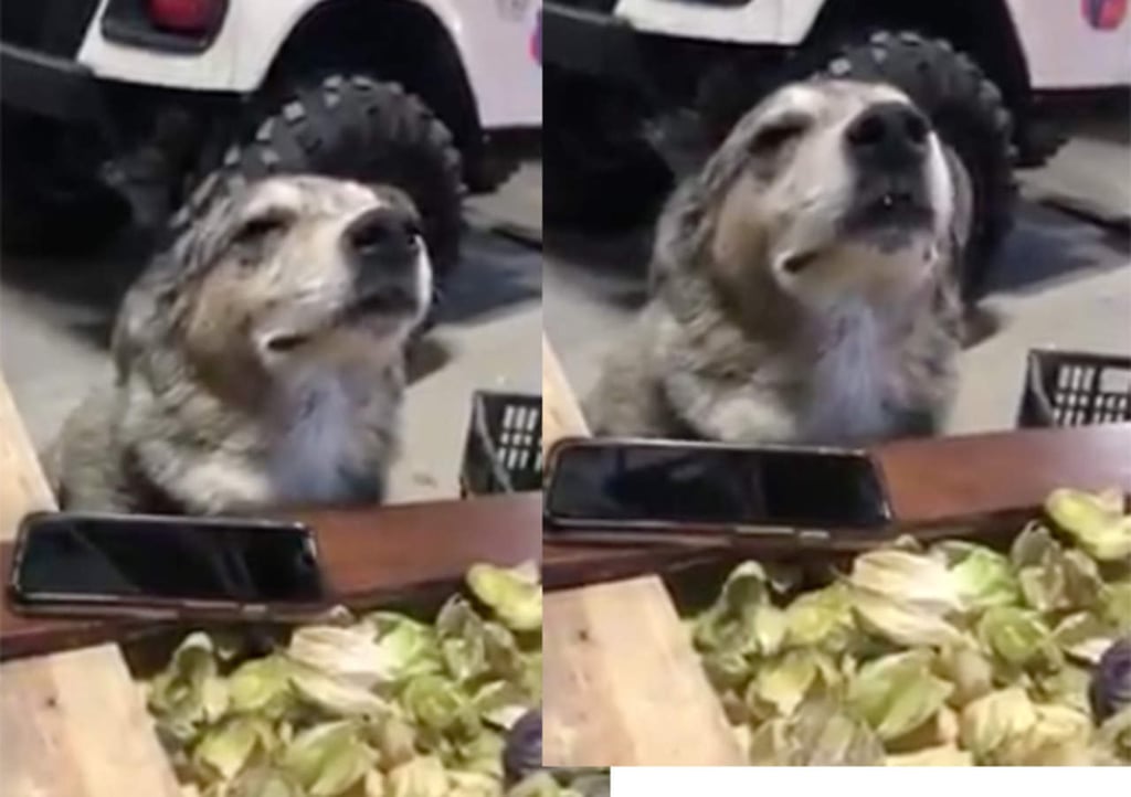 El perro que disfruta de las cumbias que se hizo viral
