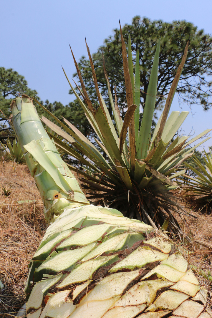 Duplican marcas de mezcal con certificación