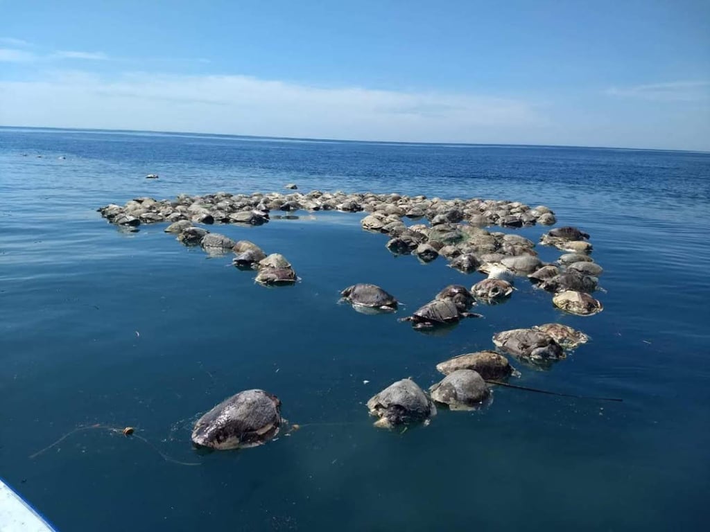 Mueren 350 tortugas marinas en Oaxaca