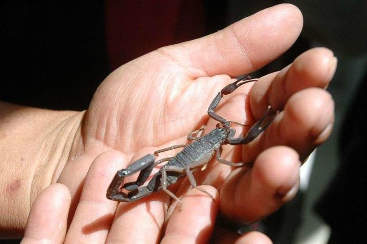 Baja la mortalidad por picaduras y mordeduras venenosas