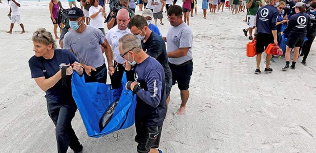Rescatan a dos orcas pigmeas varadas en Florida