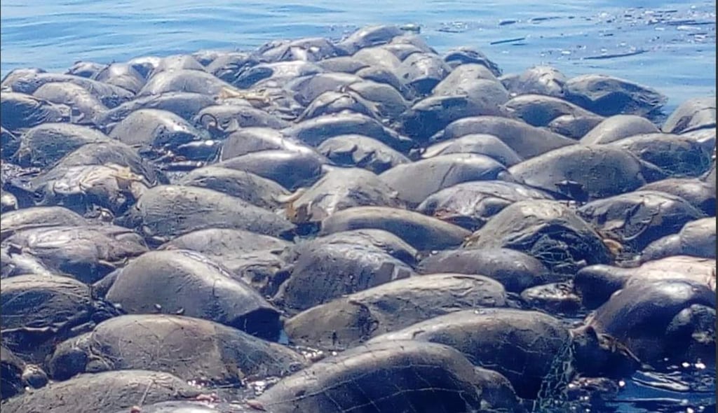 Sube a 380 las tortugas muertas por red de pesca ilegal en Oaxaca