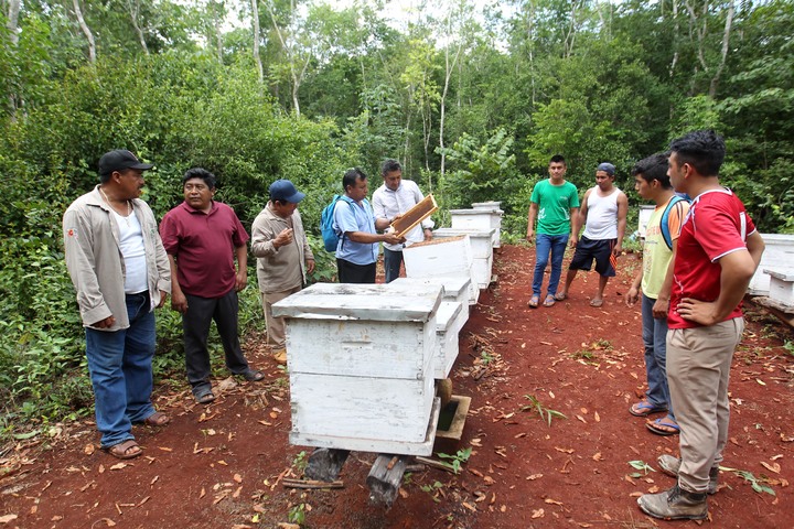 Alertan que uso de químicos podría estar matando abejas