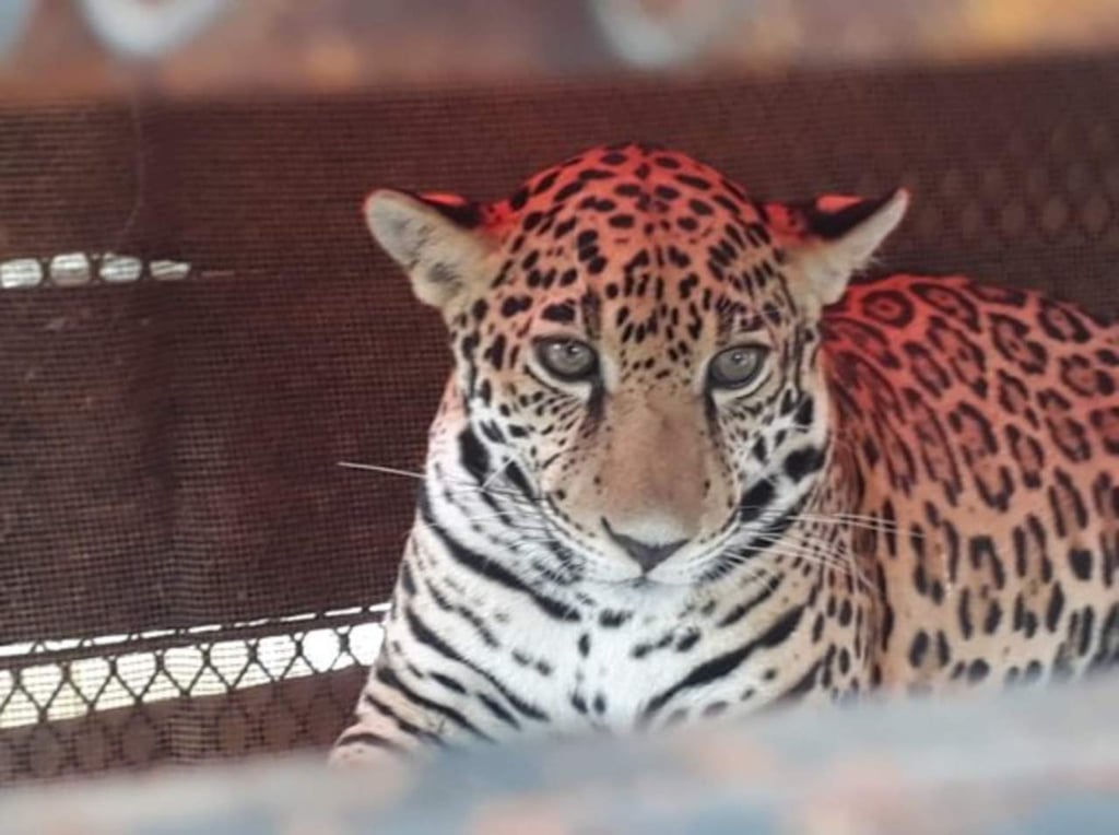 Rescatan a jaguar de un año en Quintana Roo