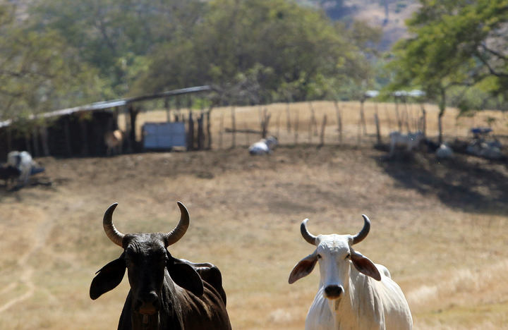 Dispersa SAGDR  apoyo a ganaderos