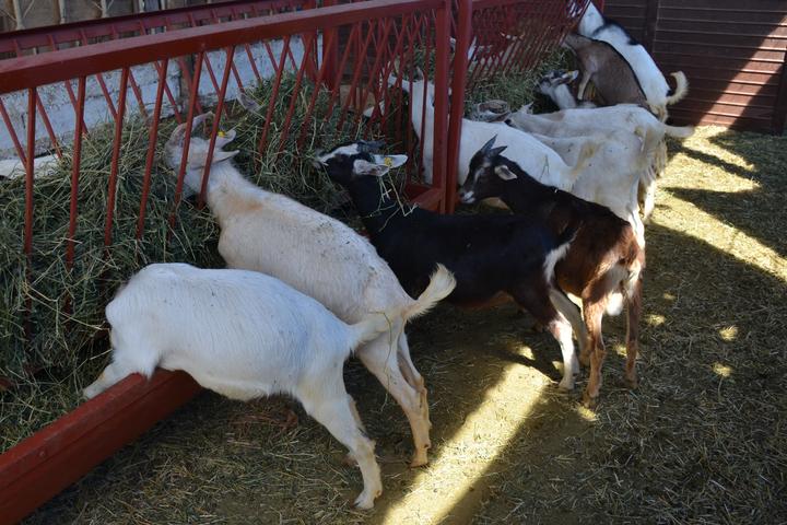 Durango y Coahuila, potencias en producción de leche de cabra