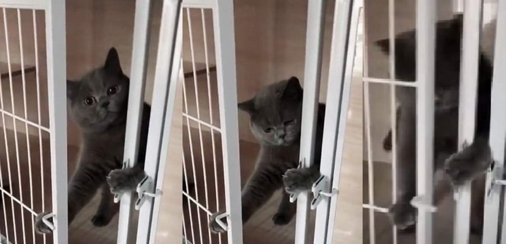 El gato que se volvió viral por sus habilidades de escapismo