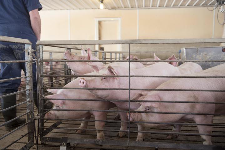 Baja la producción de carne de cerdo