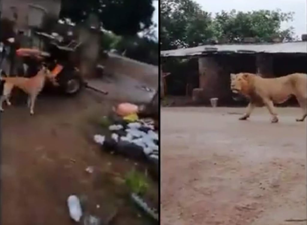 Un perro sorprende y ahuyenta a un león