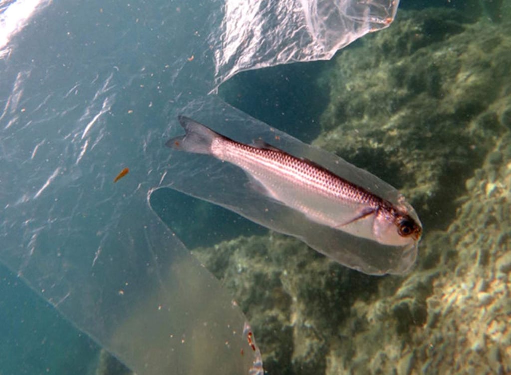 Buzo toma trágica fotografía que quita el aliento