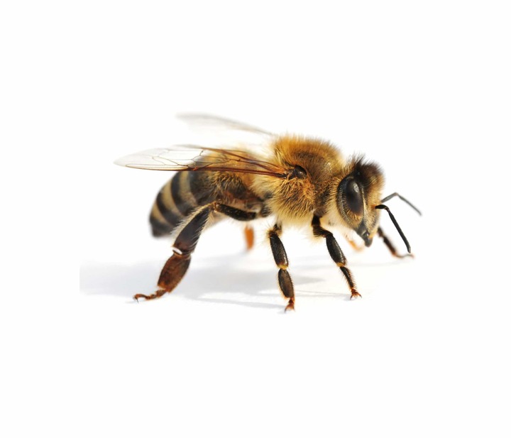 ¿Qué pasaría si desaparecieran las abejas?