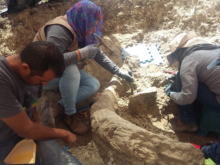 Restos de mamut van a exposición