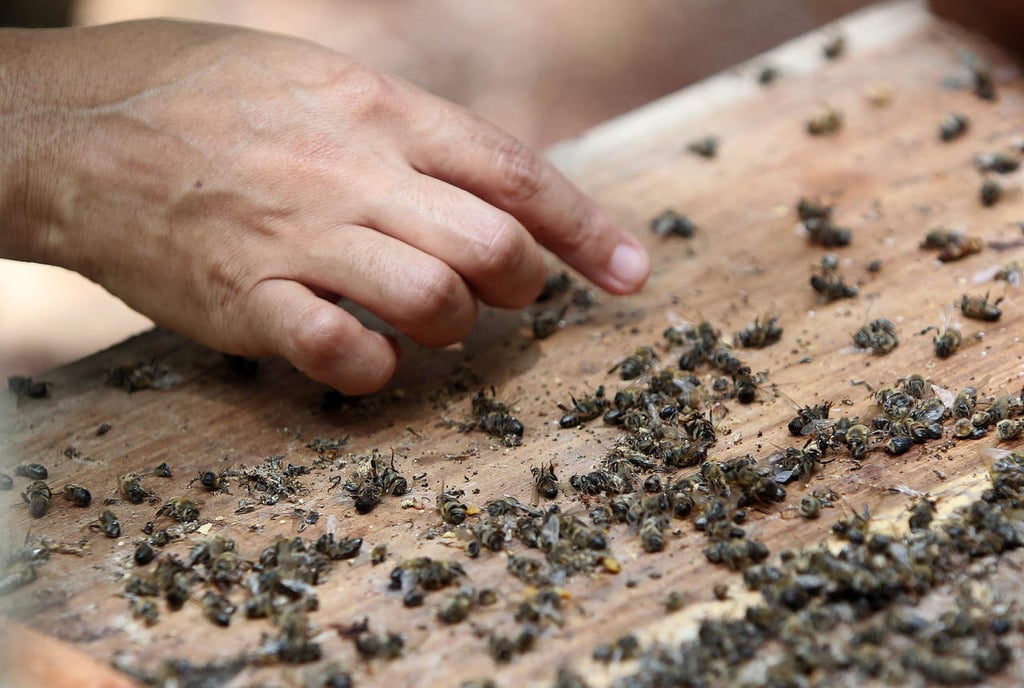 Señalan de injusto pago a apicultores por matanza de abejas en QR
