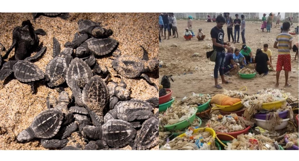 Regresan tortugas marinas tras limpia masiva en playa de la India
