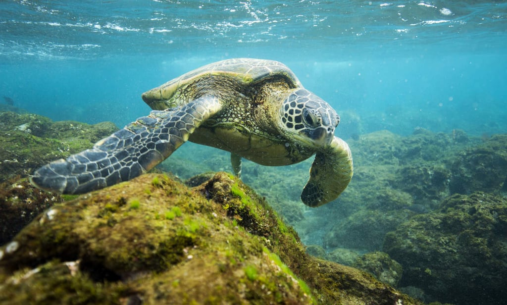Cambio climático afectaría a tortugas marinas