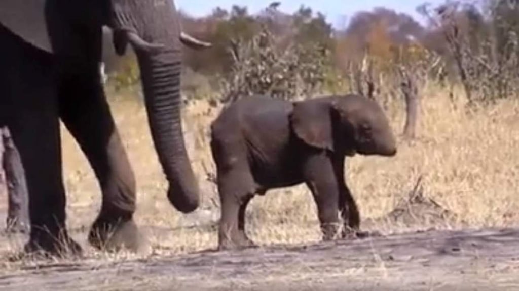 VIRAL: Elefante sin trompa conmociona a la red
