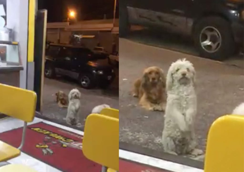 VIDEO: Así llama la atención este perro para pedir comida