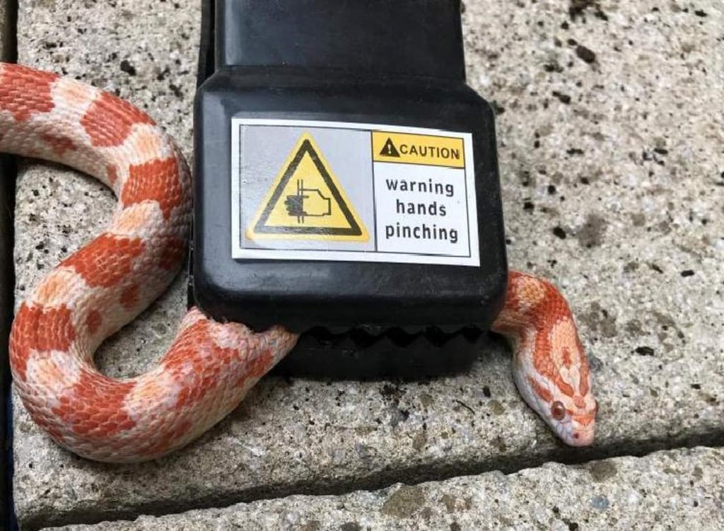 Ayudan a serpiente atrapada en trampa para ratones