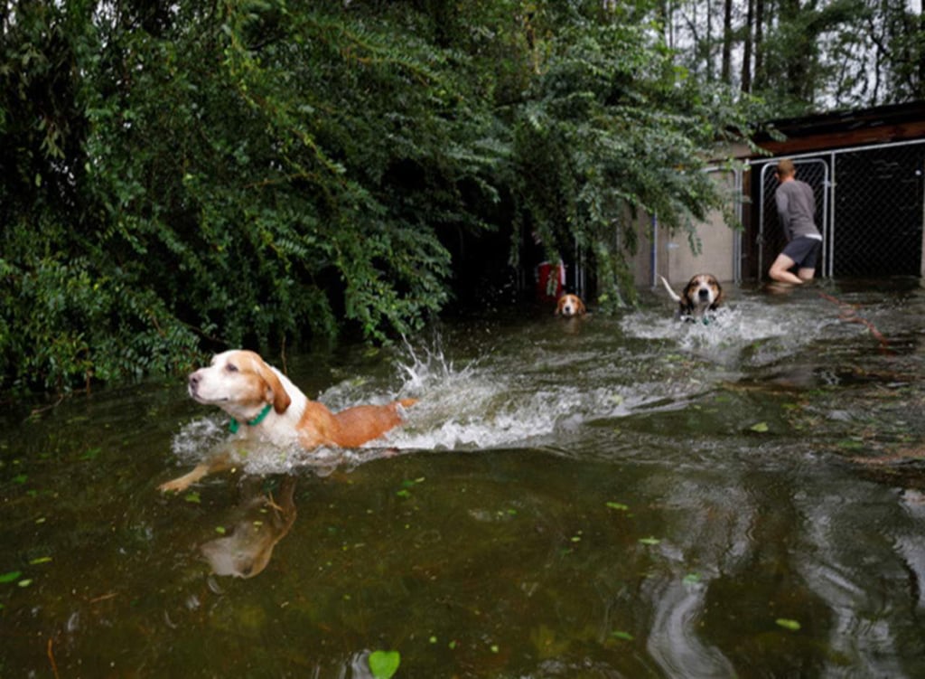 Rescatan a perros encerrados en jaula inundada por el huracán