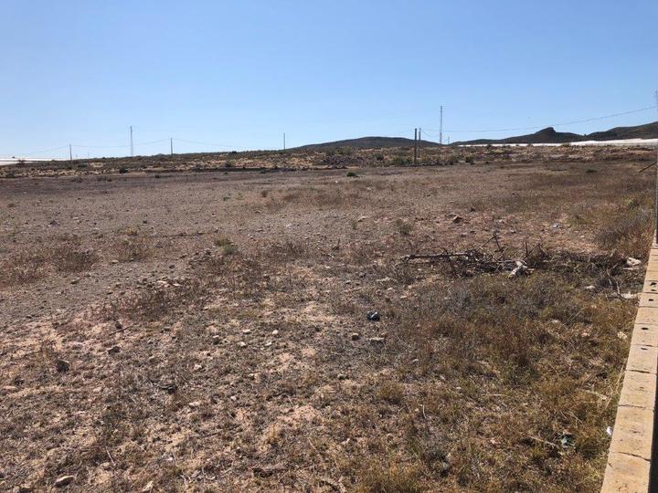 Buscan sembrar árboles frutales en tierras olvidadas